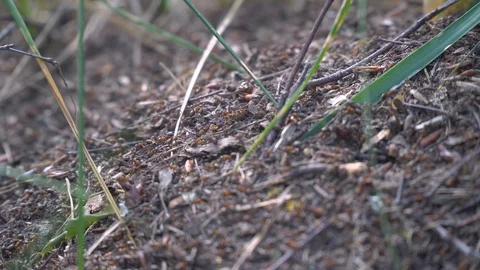 Anthill with large red ants Stock Footage 116913970
