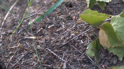 Anthill with large red ants Stock Footage 117365974