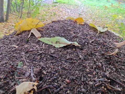 Anthill with leaves Stock Photos