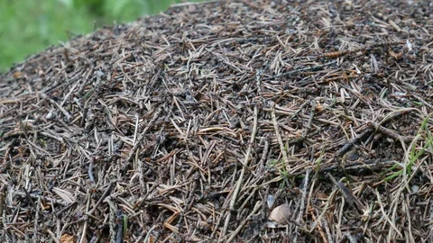 An anthill with lots of ants. 動画素材 111408504