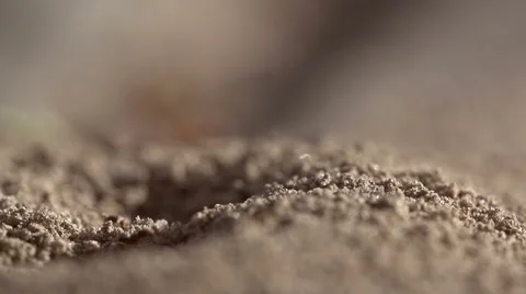 Anthill - Macro and Super Slow Motion 스톡 동영상 54051516