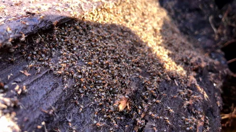 Anthill macro close up shot Stock Footage 145196321