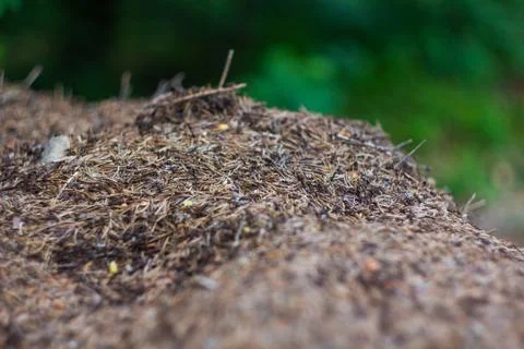 Anthill macro shot Photos