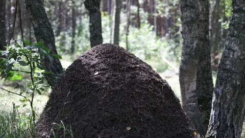 An anthill made of pine needles stands in middle of a forest flooded with light. Stock Footage 315905052