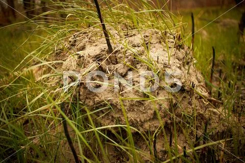 Anthill in the middle of the forest Stock Photos