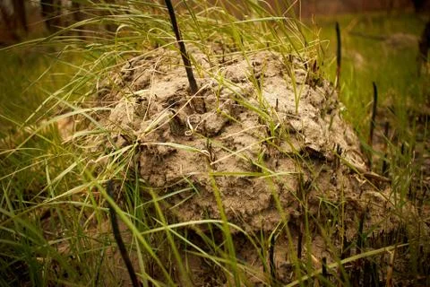 Anthill in the middle of the forest Stock Photos