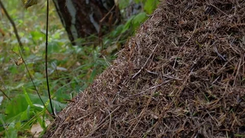 An anthill in the morning sun Stock Footage 138892128