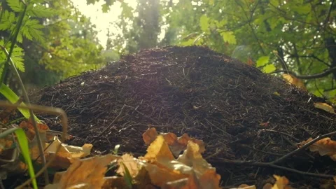 An anthill in the morning sun Stock Footage 138892137
