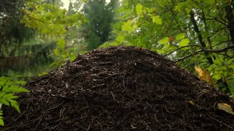 An anthill in the morning sun Stock Footage 138892140