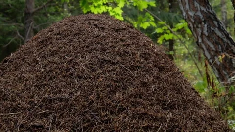 An anthill in the morning sun Stock Footage 138892143