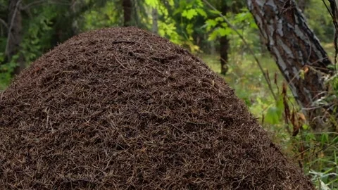 An anthill in the morning sun Stock Footage 138892145