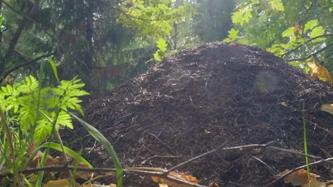 An anthill in the morning sun Stock Footage 138892149