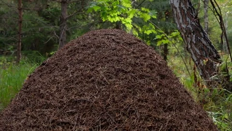 An anthill in the morning sun Stock Footage 138892150