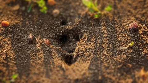 An anthill in motion Stock Footage 136616599