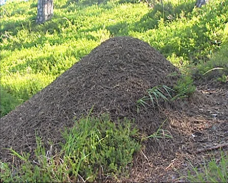 Anthill on mountain slope, constructed of twigs, leaf stalks and pine needles Stock Footage 33534330