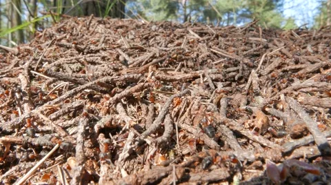 Anthill with moving ants Stock Footage 49693309