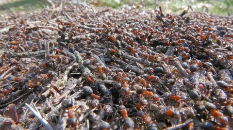Anthill with moving ants Stock Footage 49693401