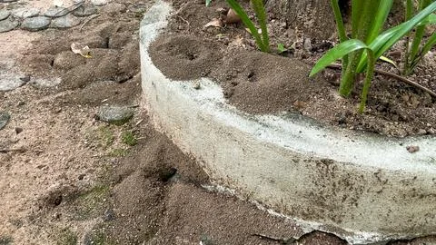 An anthill near the foundation is a potential problem for the landscape. Fotos de archivo