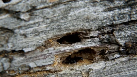 Anthill in an old rotten log. Wood Ants.... | Stock Video | Pond5