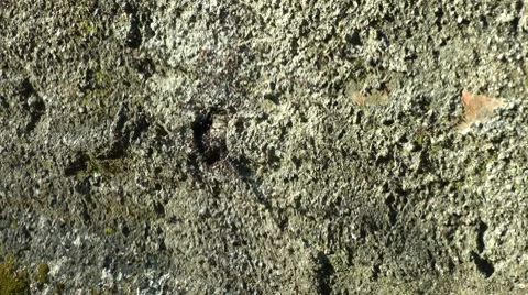 Anthill panic Stock Footage 8690920