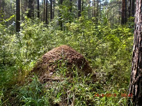 Anthill Stock Photos