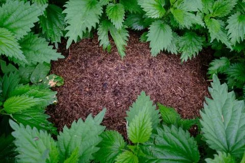 Anthill Stock Photos