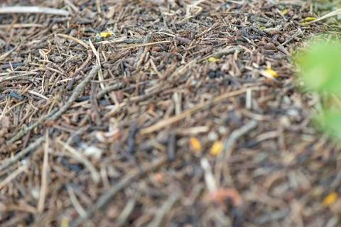 Anthill Stock Photos