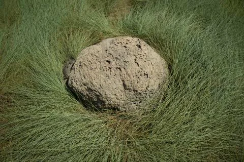 Anthill Stock Photos