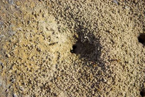 Anthill Stock Photos