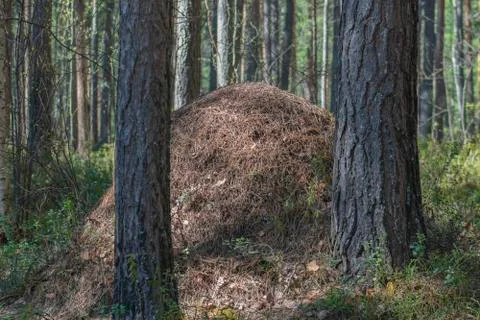 Anthill. Stock Photos
