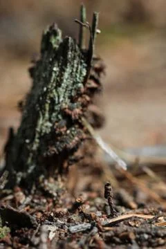 Anthill Foto stock