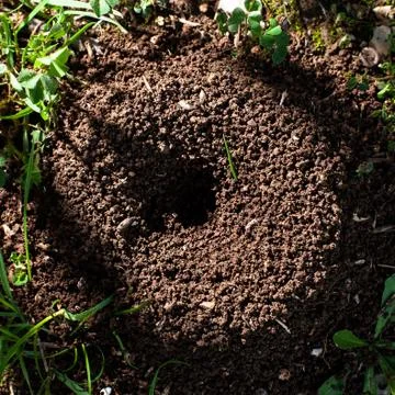 Anthill Stock Photos