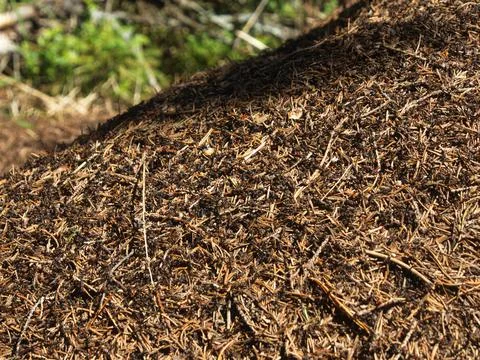 Anthill Stock Photos