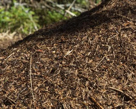 Anthill Stock Photos