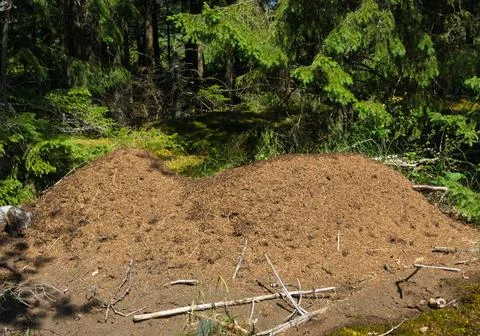 Anthill Stock Photos