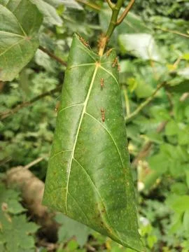 Anthill Stock Photos