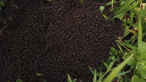 An anthill with a pile of ants Stock Footage 149878399