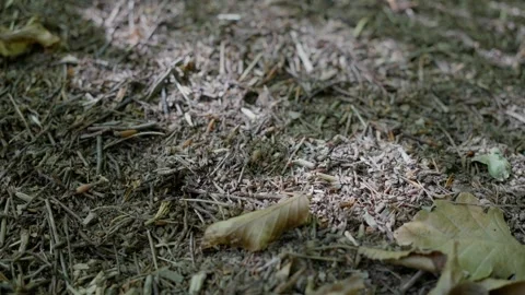 An anthill in a pine coniferous forest. An anthill among pine cones. Slow motion Stock Footage 252512335