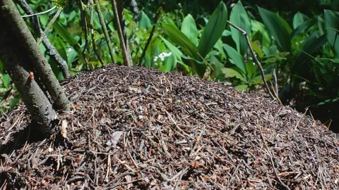 An anthill in a pine forest Stock Footage 111226304