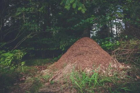 Anthill in a pine forest Stock Photos