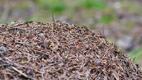 An anthill of pine needles. Ants run around. Summer in the forest. 4k. HD Stock Footage 147141668