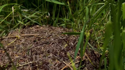 An anthill with red ants. Stock Footage 194276627