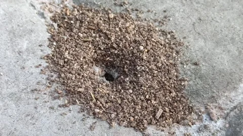 Anthill with red ants working on a ground nest Stock Footage 276292699