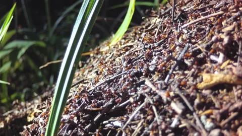 Anthill with red forest ants. Stock Footage 217664362