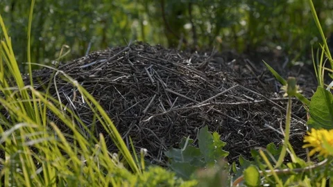 Anthill with red tree ants in the forest, close- up. A colony of ants. Stock Footage 126597250