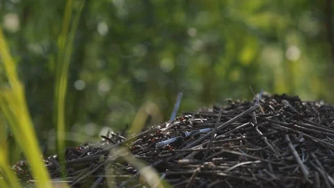 Anthill with red tree ants in the forest, close- up. A colony of ants. Stock Footage 126597315