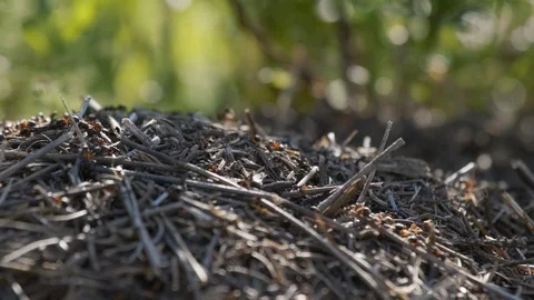 Anthill with red tree ants in the forest, close- up. A colony of ants. Stock Footage 126991993