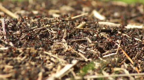 Anthill, red wood ants close-up. Video stock 22674091