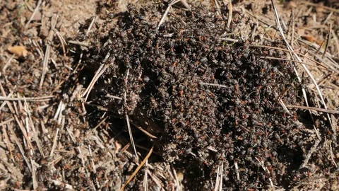 Anthill with red wood ants in spring close up. Video stock 130077269