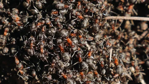 Anthill with red wood ants in spring close up. macro Stock Footage 130077290
